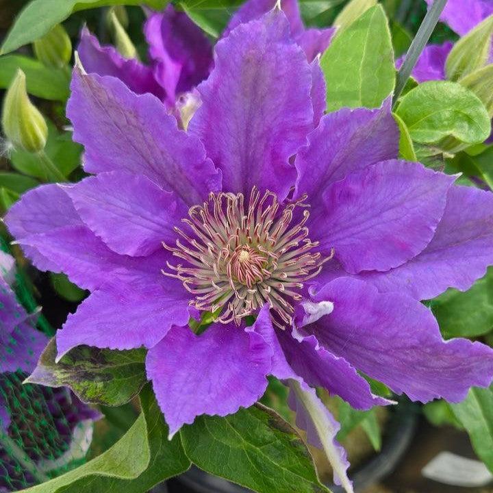 Clematis Raymond Evison® Tudor Patio® Bijou™ Potted Clematis Plant