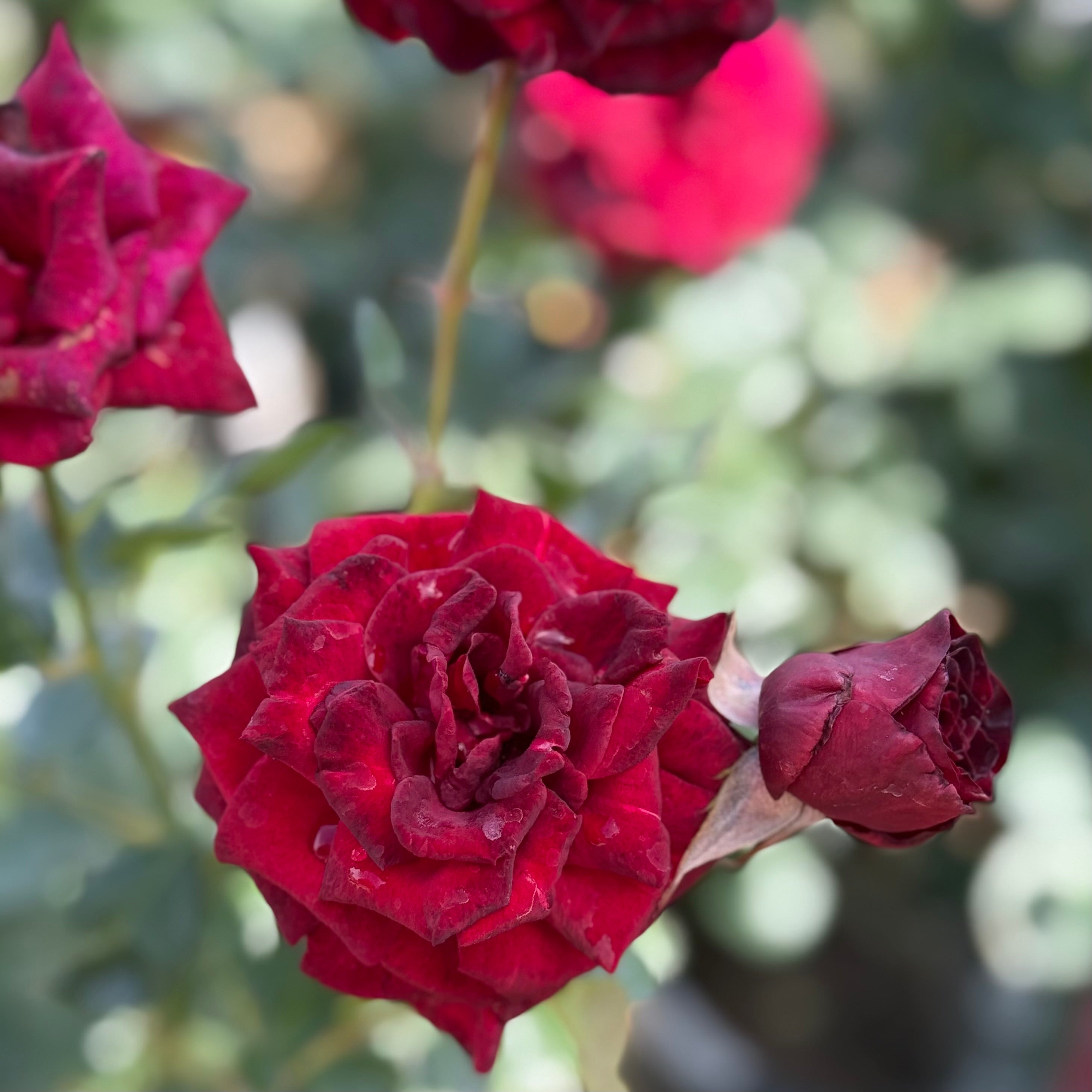 Black Magic® Potted Rose Bush
