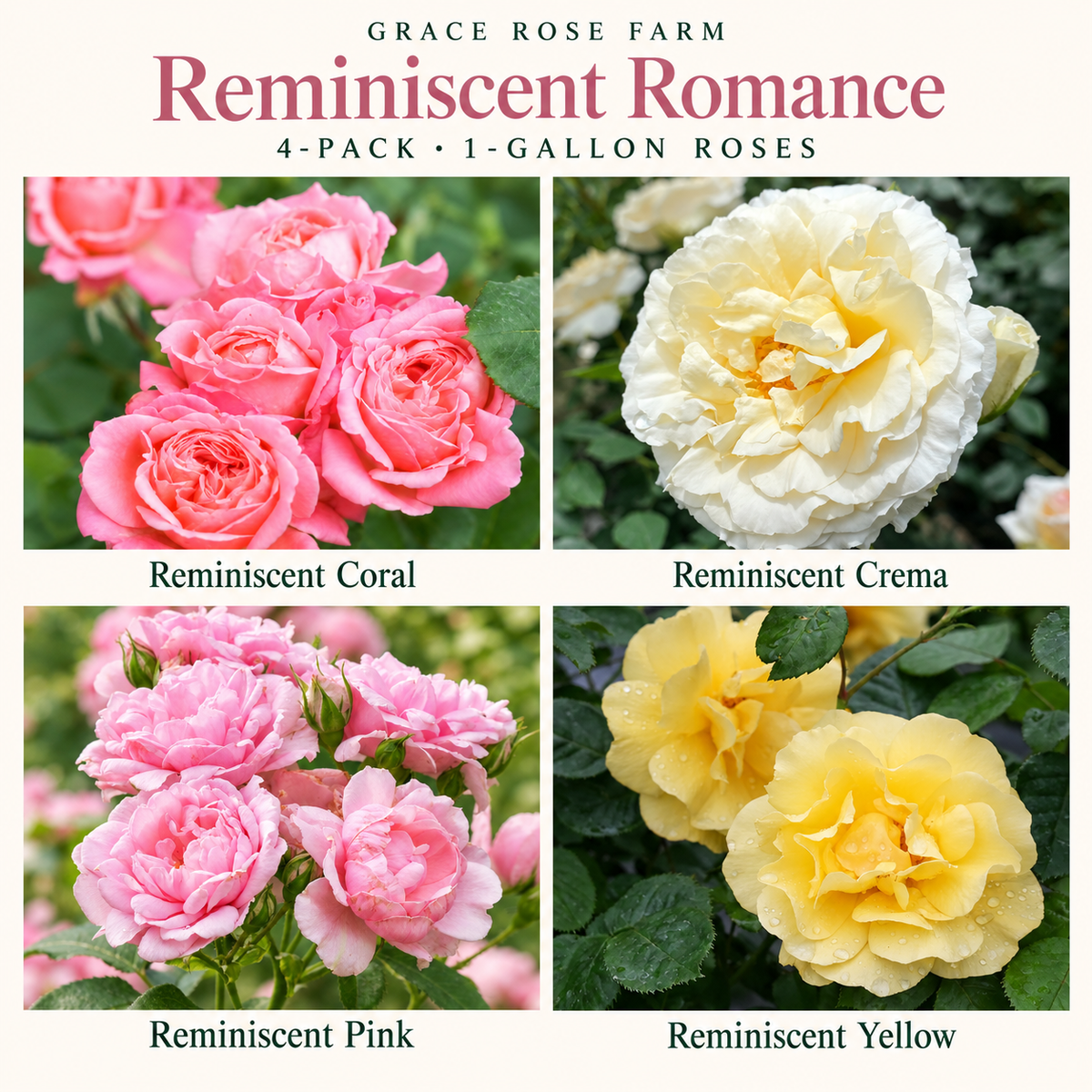 REMINISCENT ROMANCE® Romance 4 Pack - Coral, Crema, Pink & Yellow