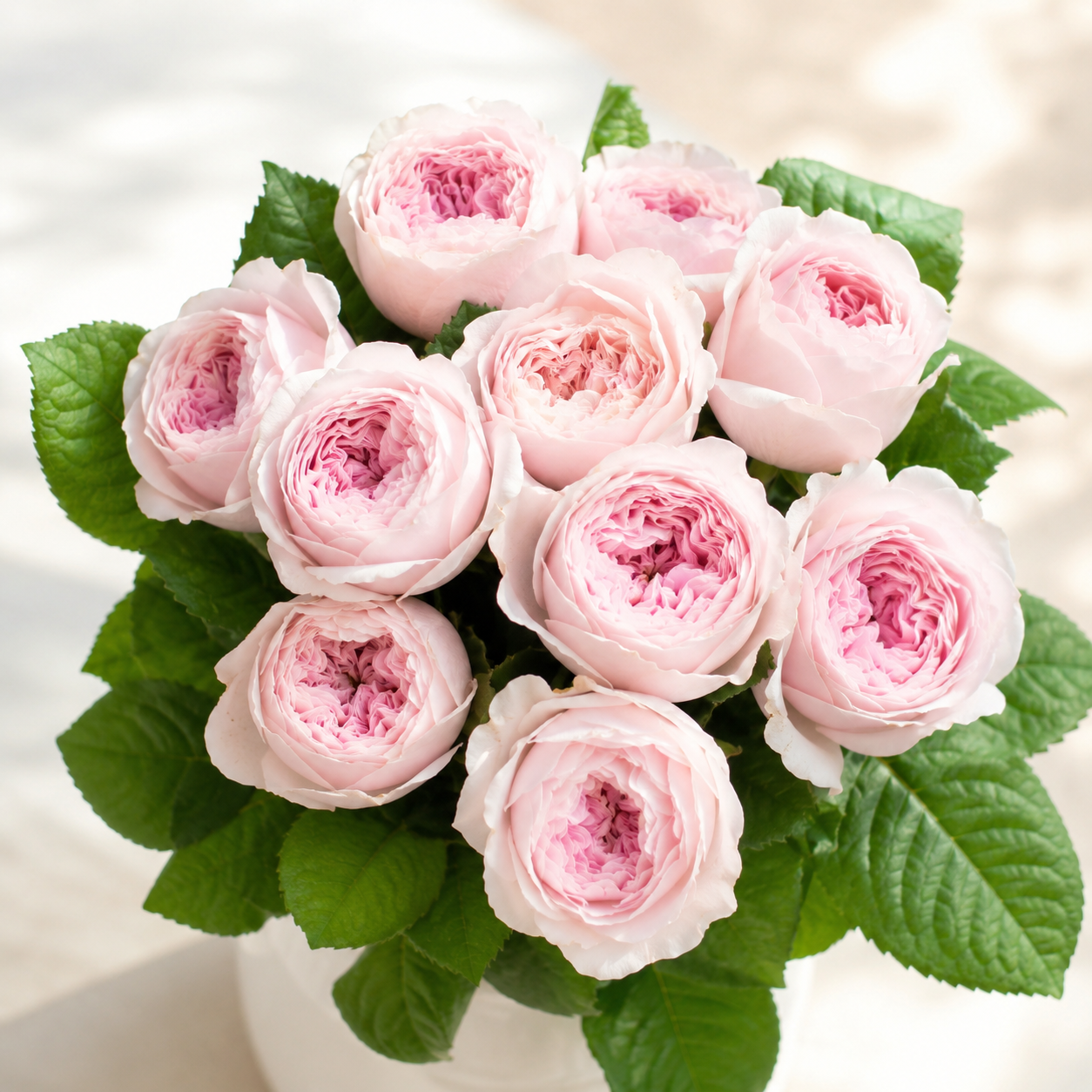 Princess Hoshiko® Potted Rose Bush