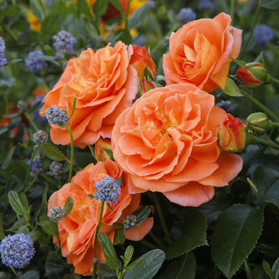 Veranda® Fiesta Bare Root Rose Bush