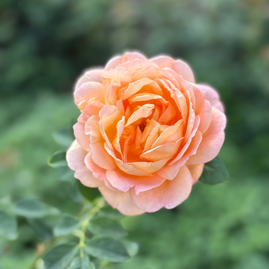 David Austin® Lady of Shalott® Potted Rose Bush