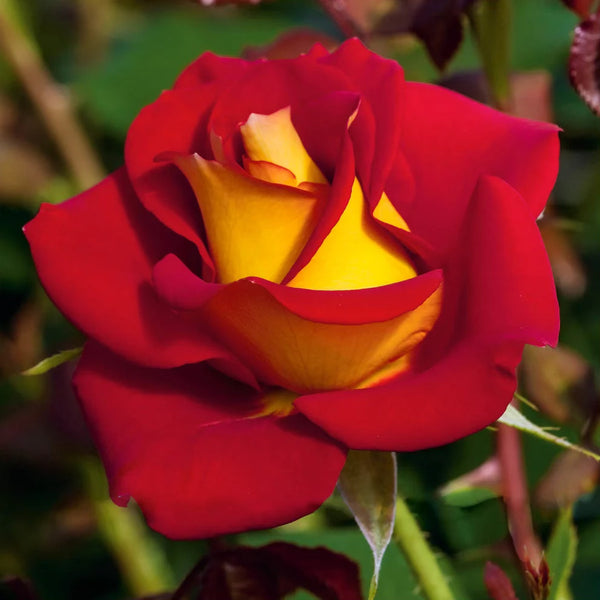 Ketchup and Mustard® Bare Root Rose Bush