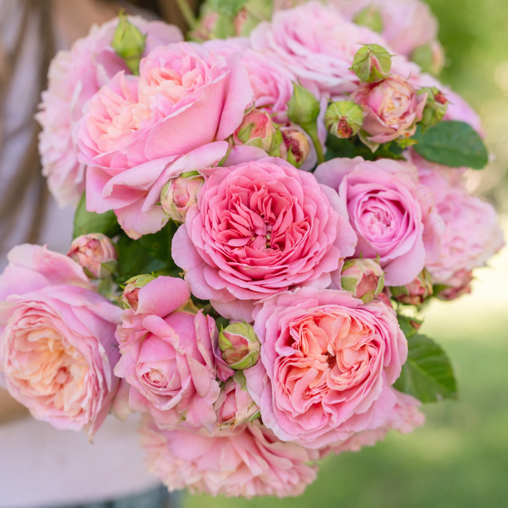 David Austin® Eustacia Vye® Potted Rose Bush