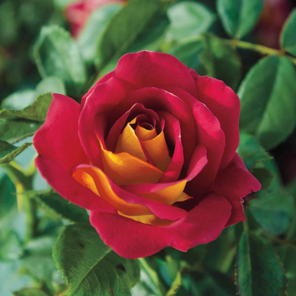 Ketchup and Mustard® Bare Root Tree Rose