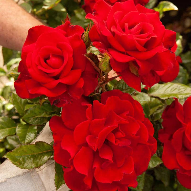 Drop Dead Red™ Bare Root Tree Rose