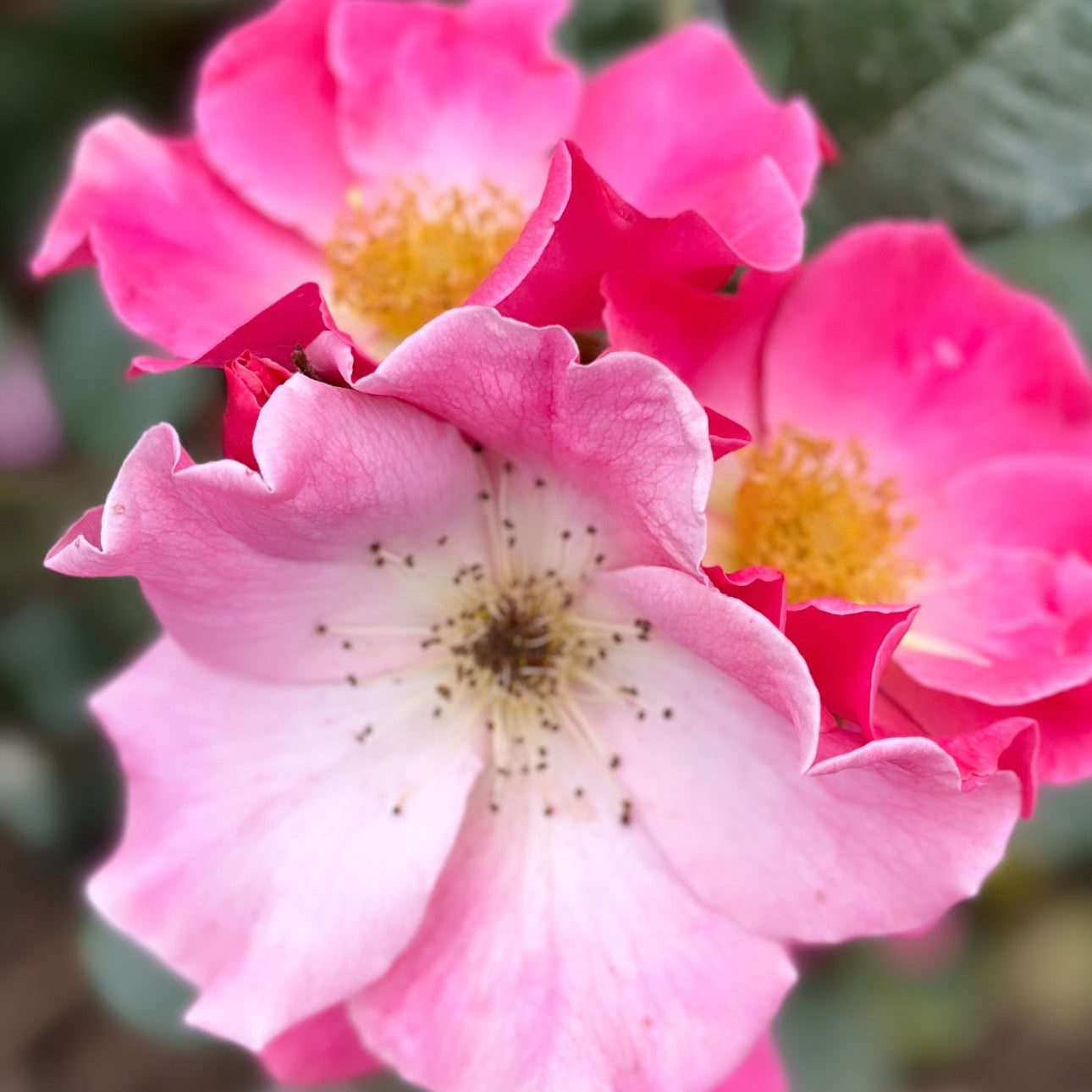 Sparrieshoop Potted Rose Bush
