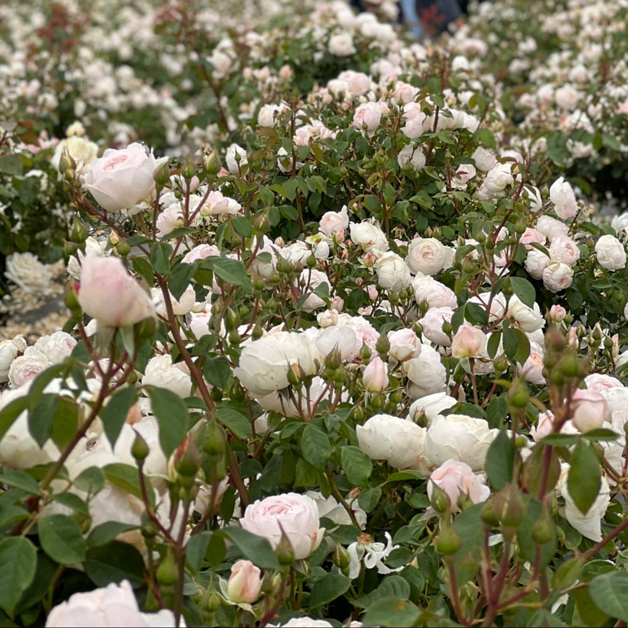 David Austin® Desdemona™ Potted Rose Rose