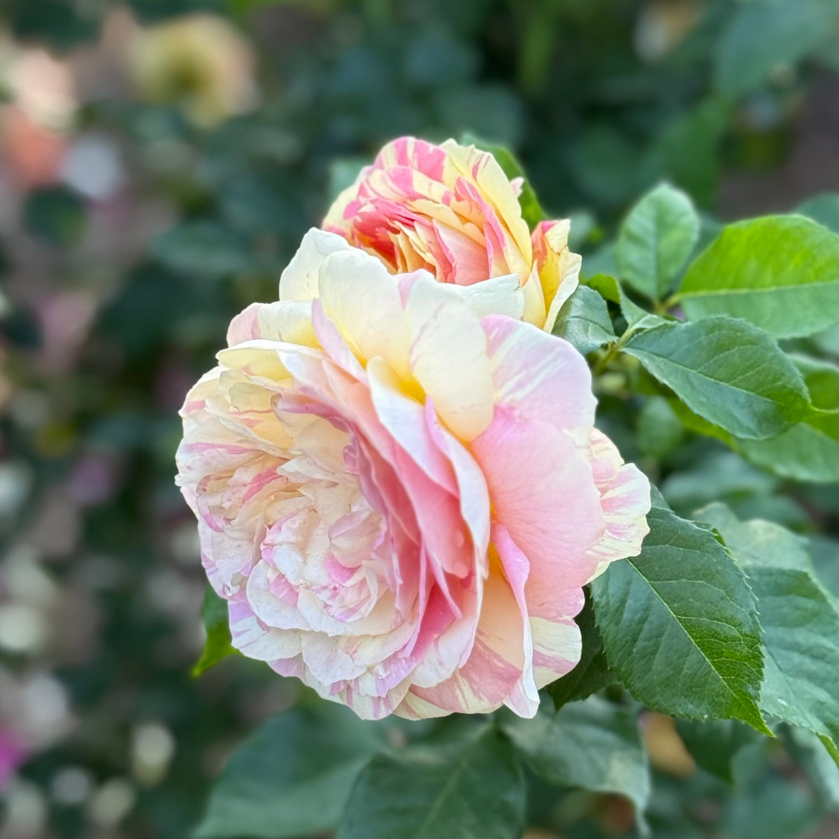 Pop Art™ Bare Root Rose Bush