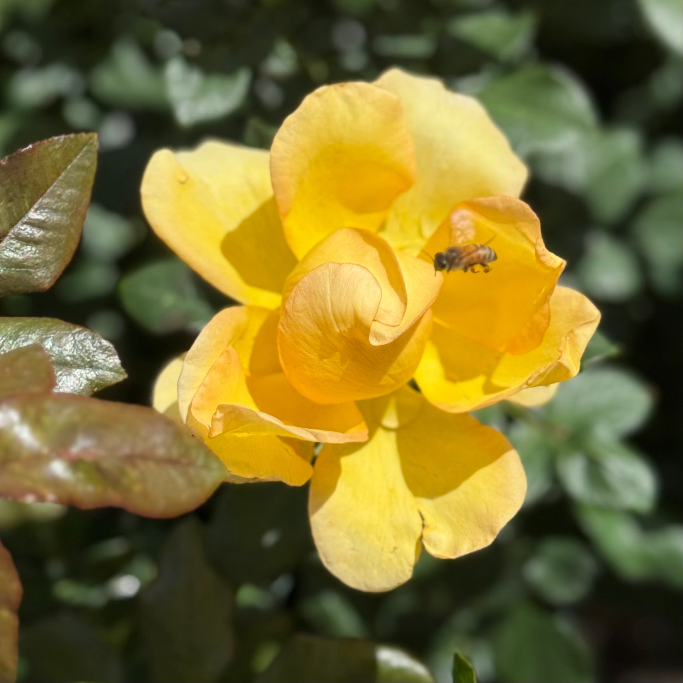 Gold Struck™ Potted Tree Rose