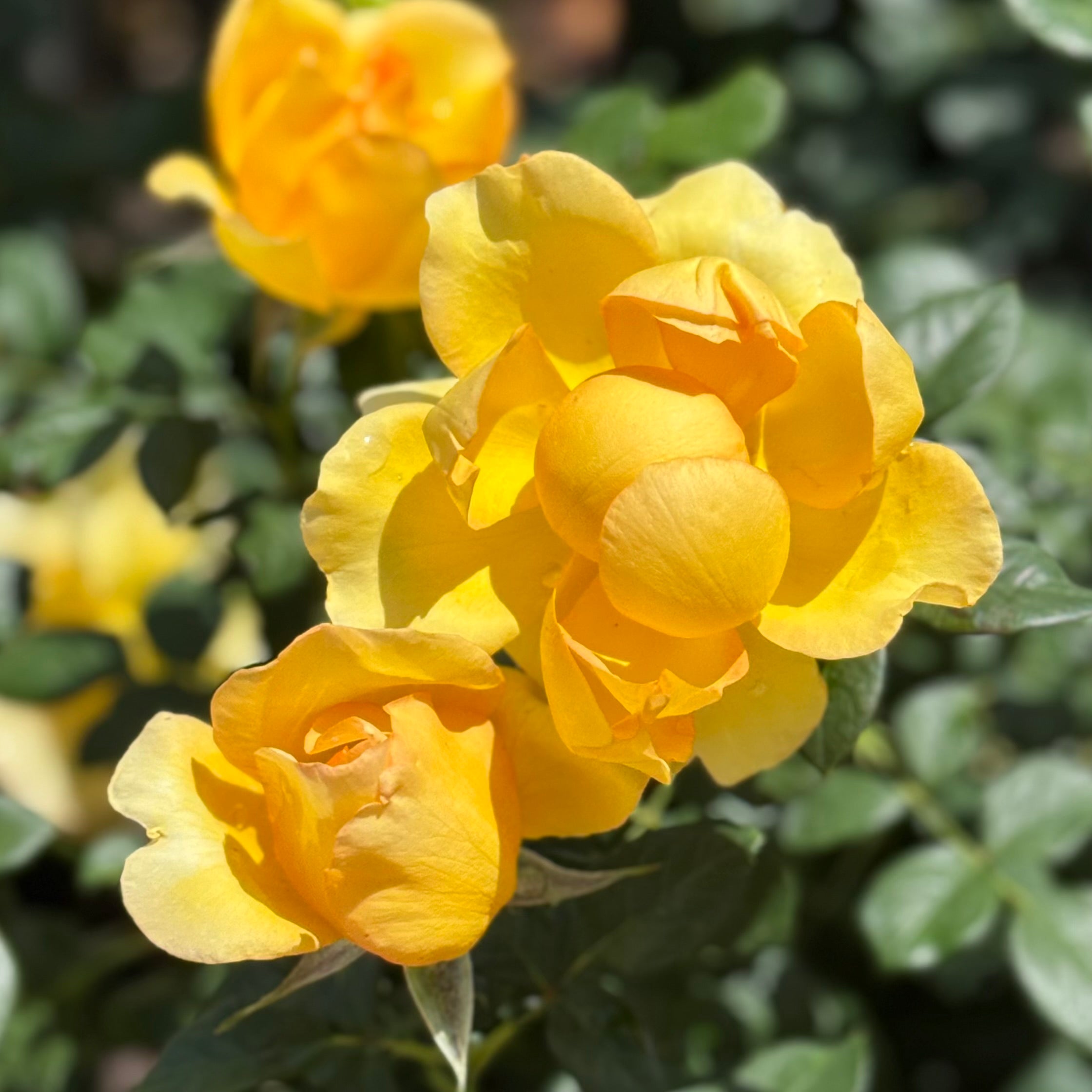 Gold Struck™ Potted Tree Rose