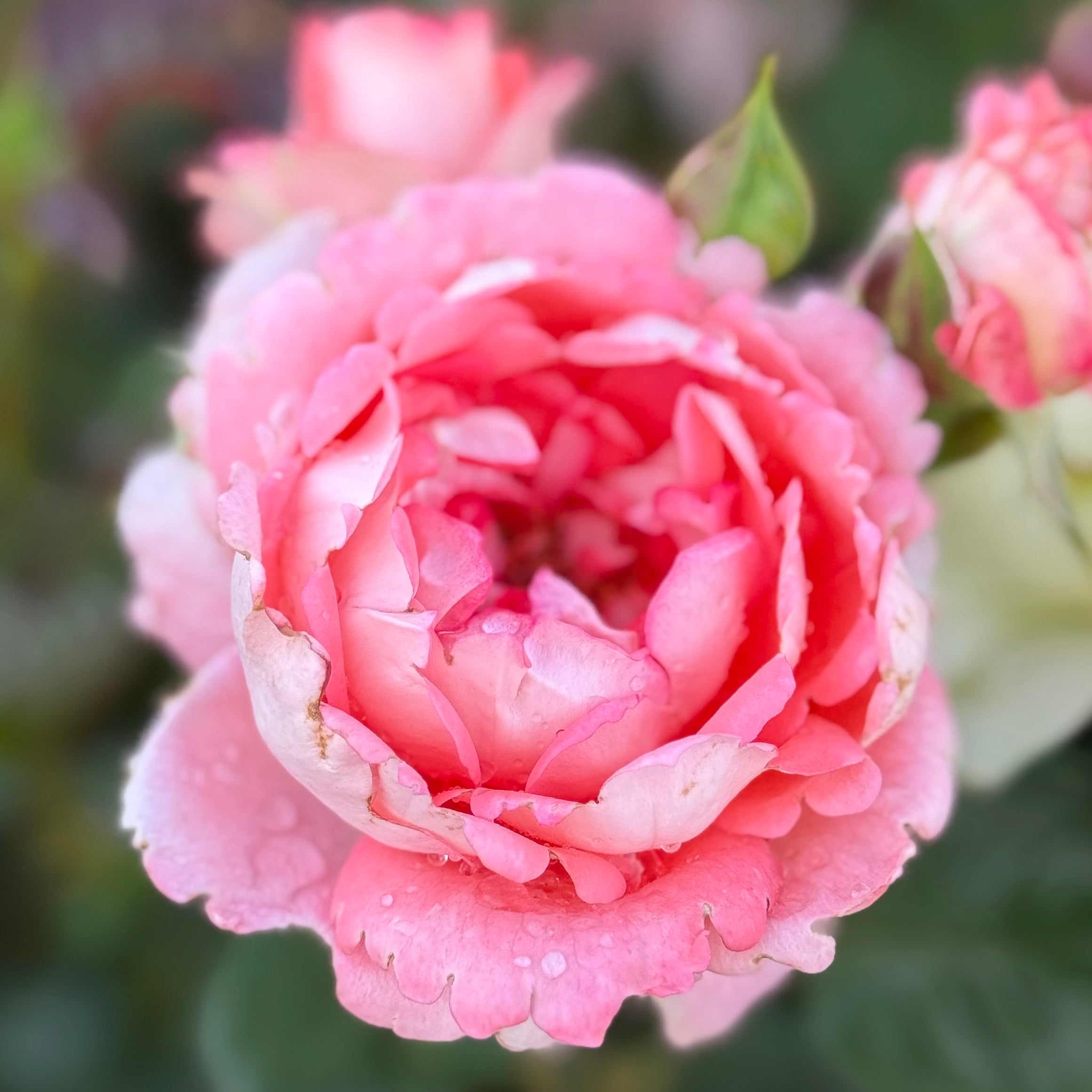 Waiheke Potted Rose Bush