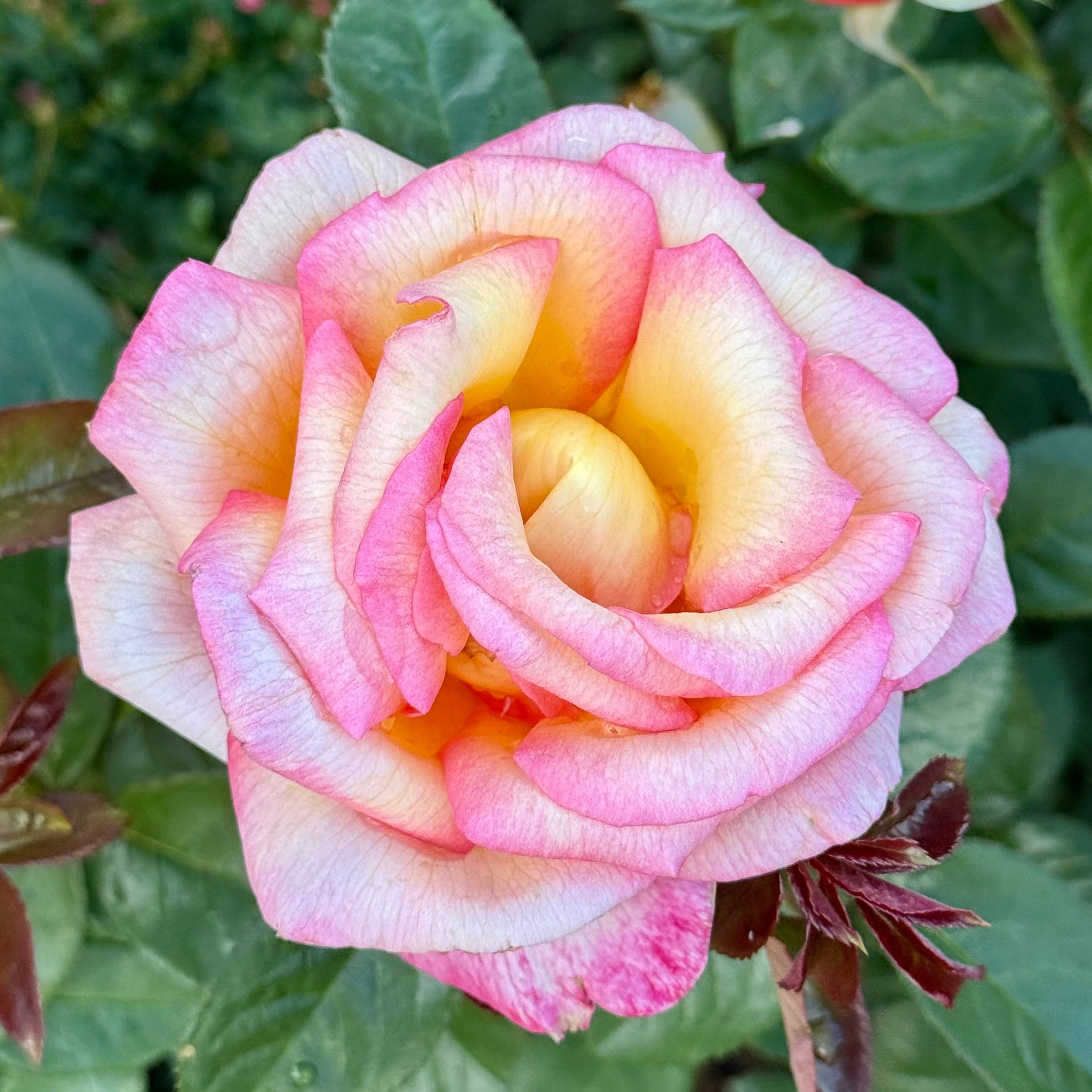 Sheila's Perfume Potted Rose Bush