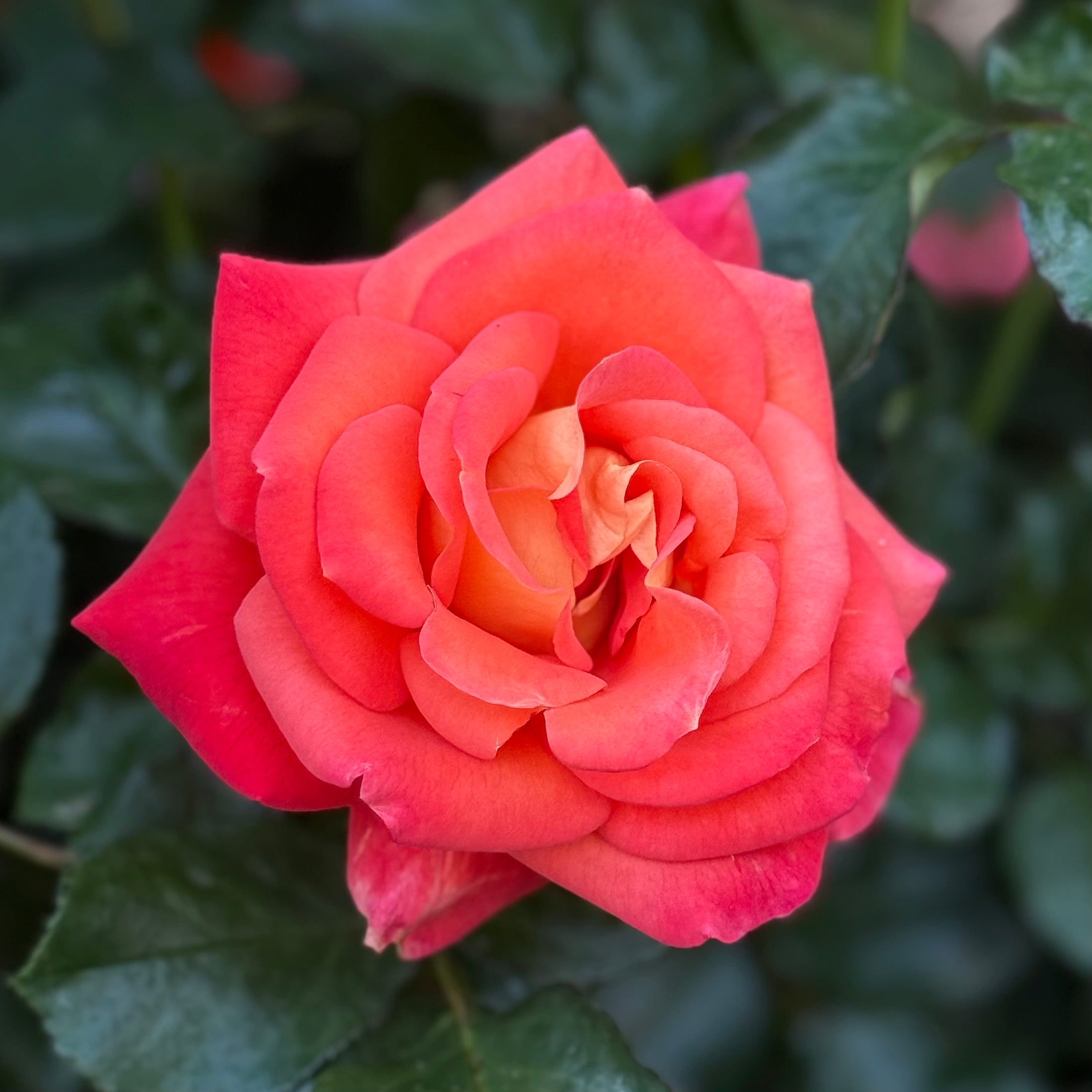 Burst of Joy™ Potted Rose Bush