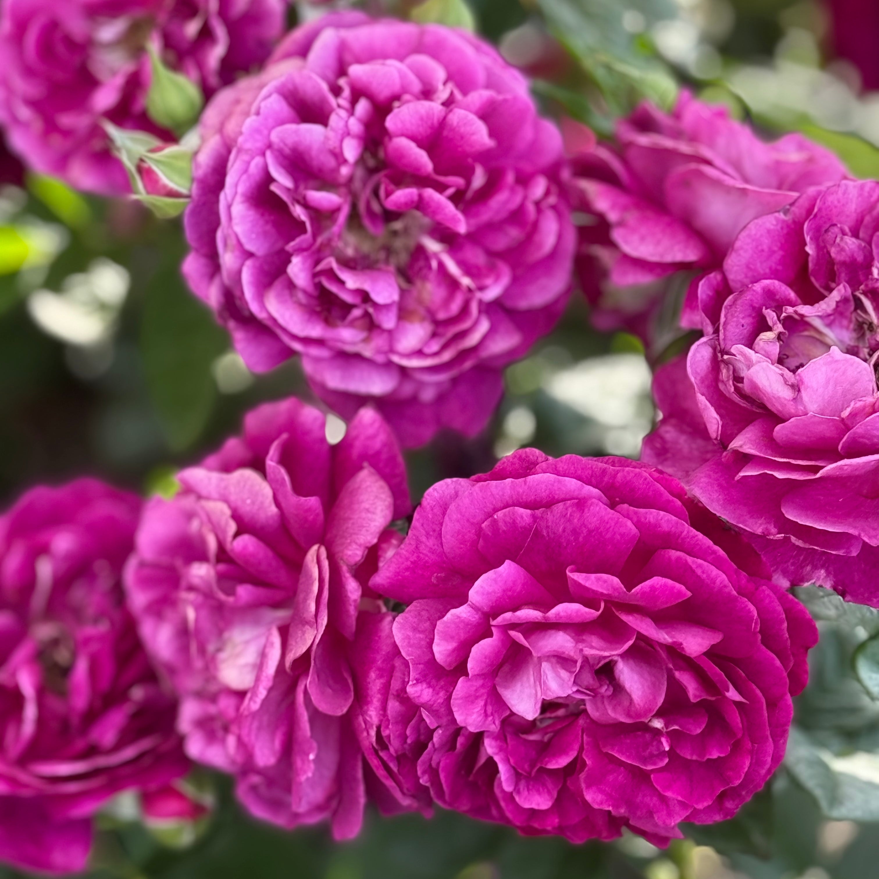 Twilight Zone™ Potted Rose Bush