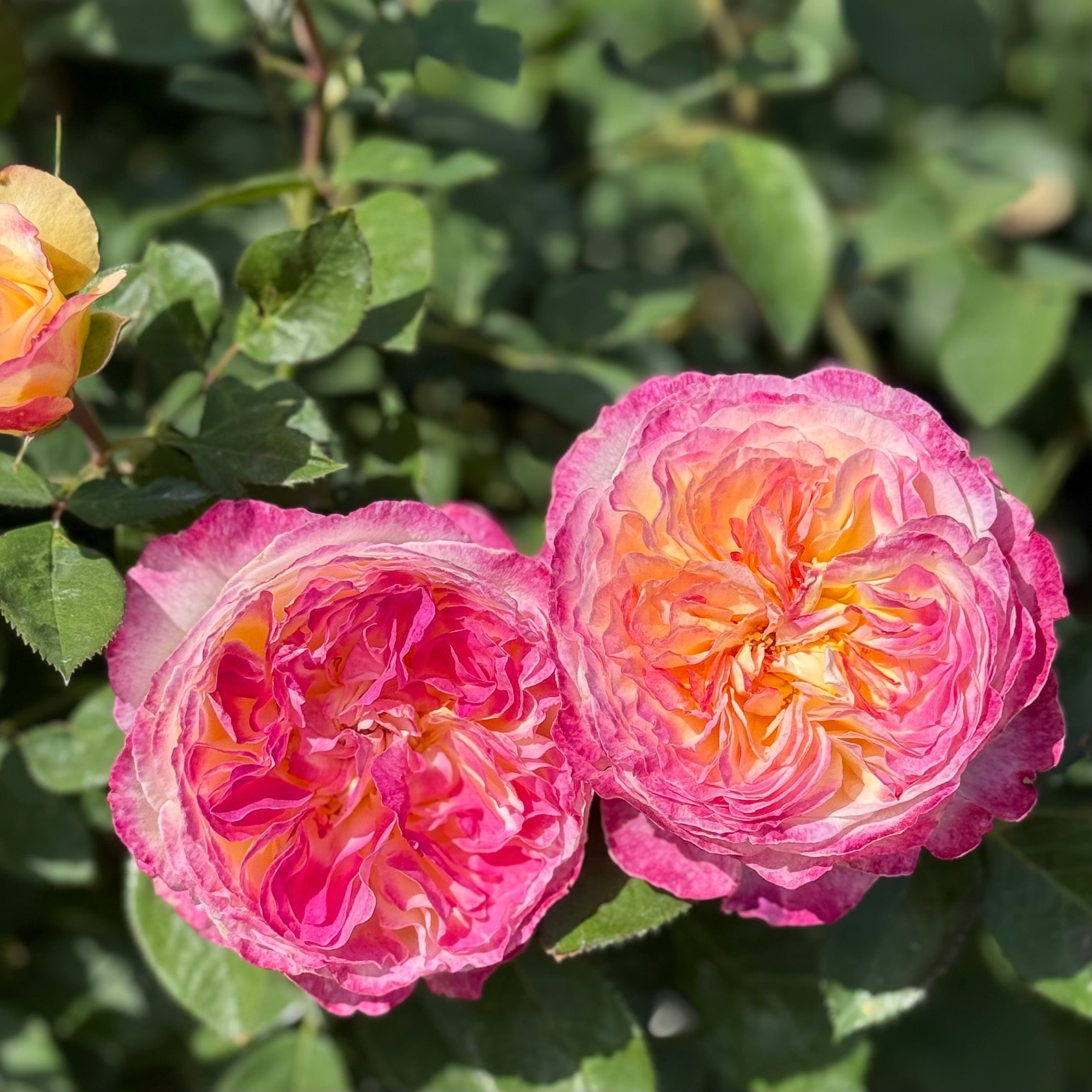 Living the Dream™ Potted Rose Bush