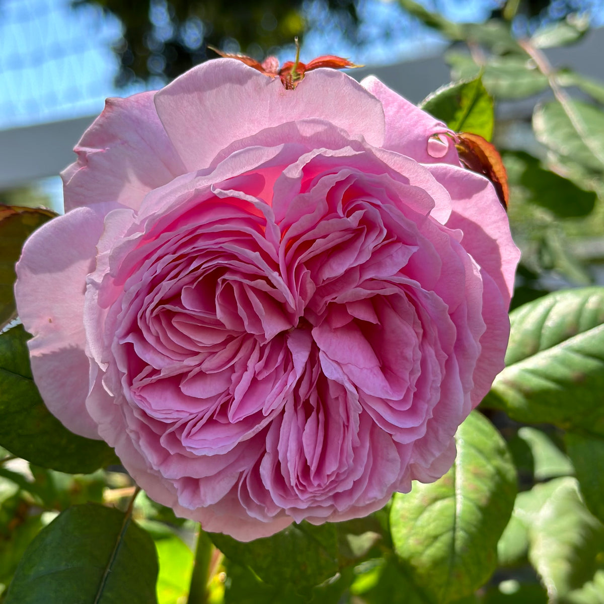 Parfuma® Summer Romance™ Bare Root Rose Bush