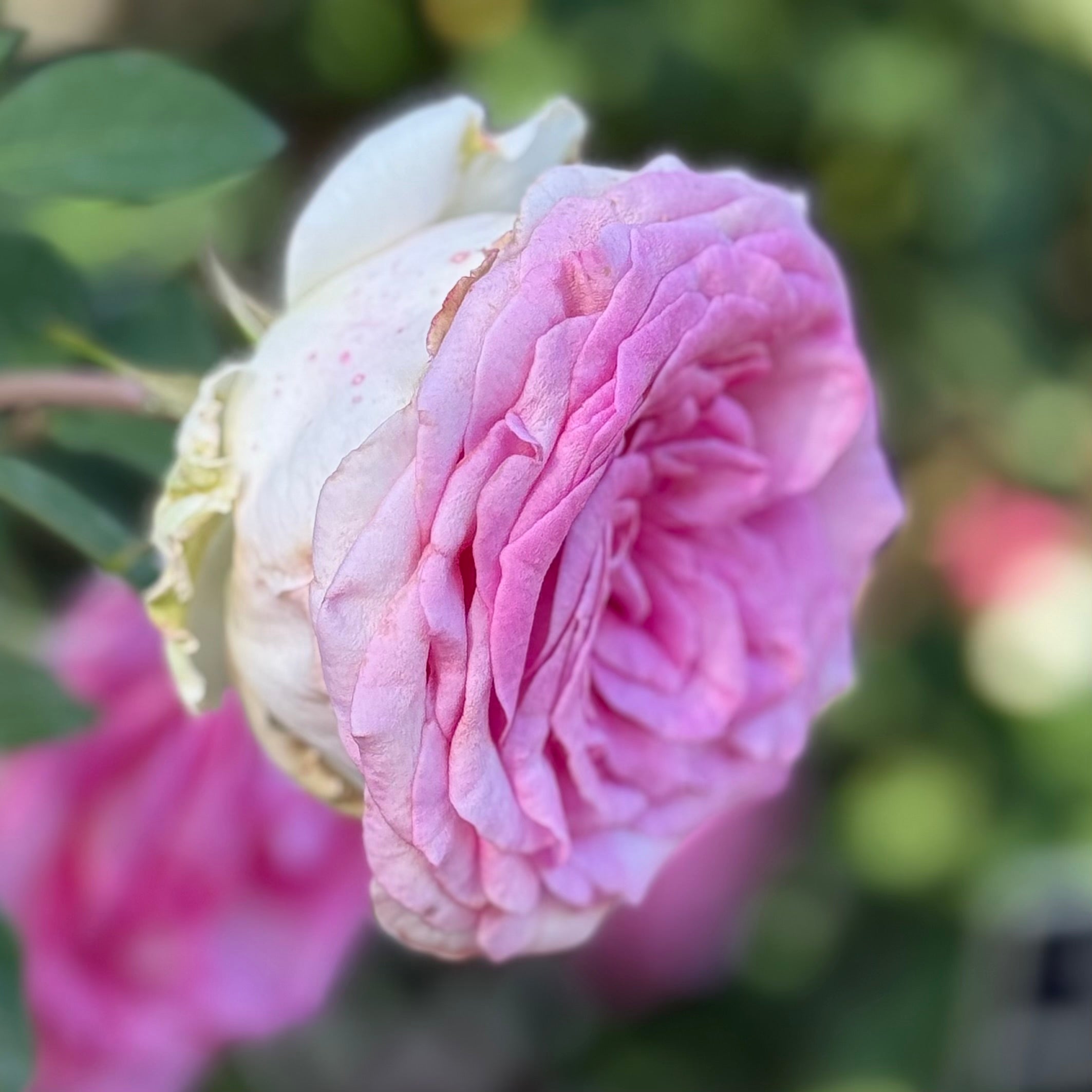 Eleganza® Beverly™  Potted Rose Bush
