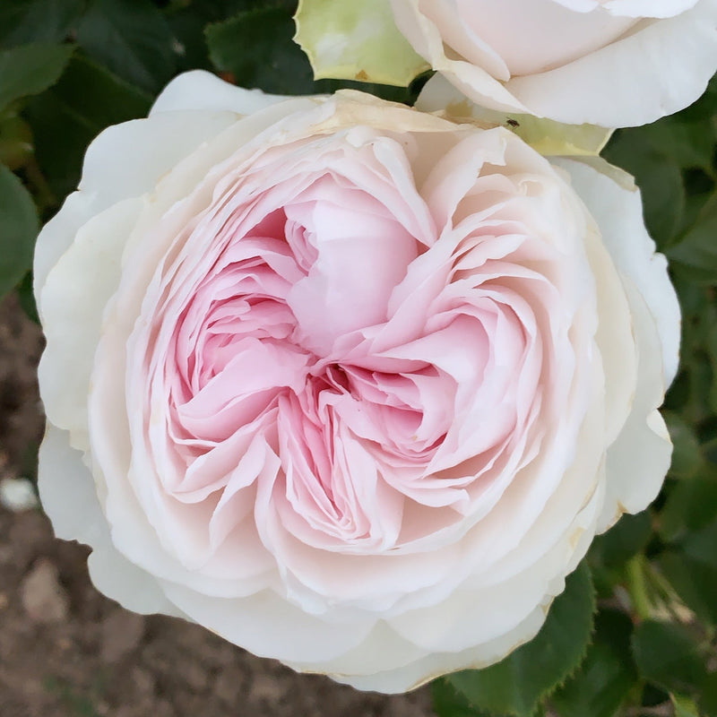 Parfuma® Earth Angel™ Rose Bush