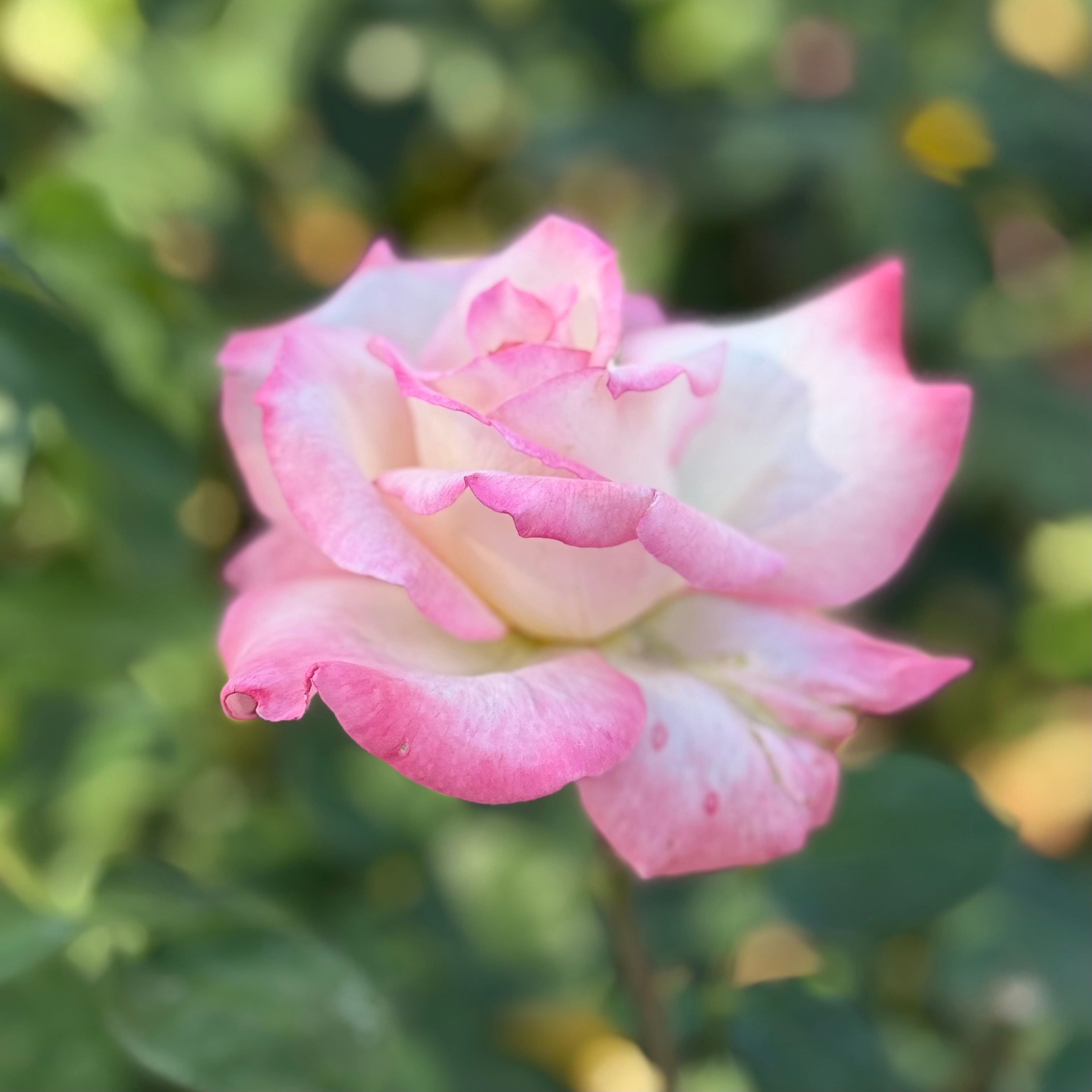 Secret™ Potted Rose Bush