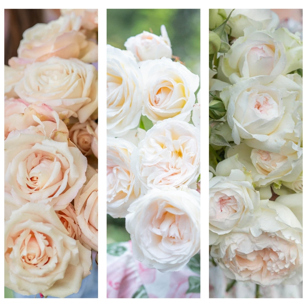 The Prospect of Happiness® Garden Color Stories™ Bundle of 3 Bare Root Roses