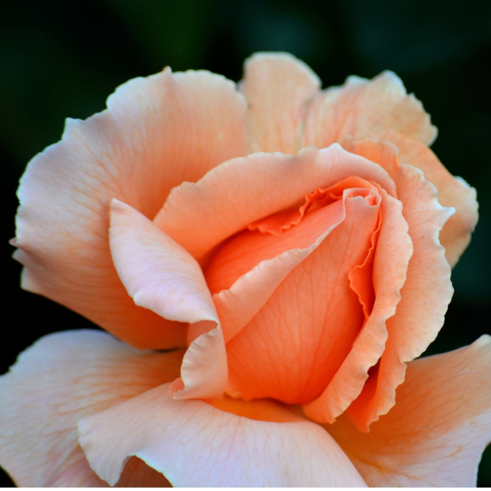Apricot Candy™ Bare Root Rose Bush