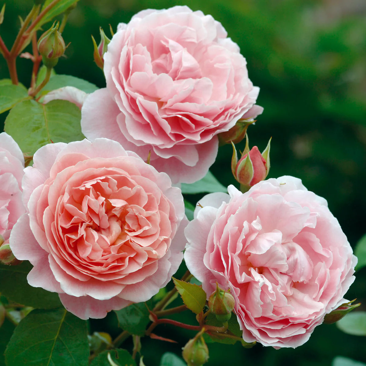 Strawberry Hill Bare Root Rose Bush