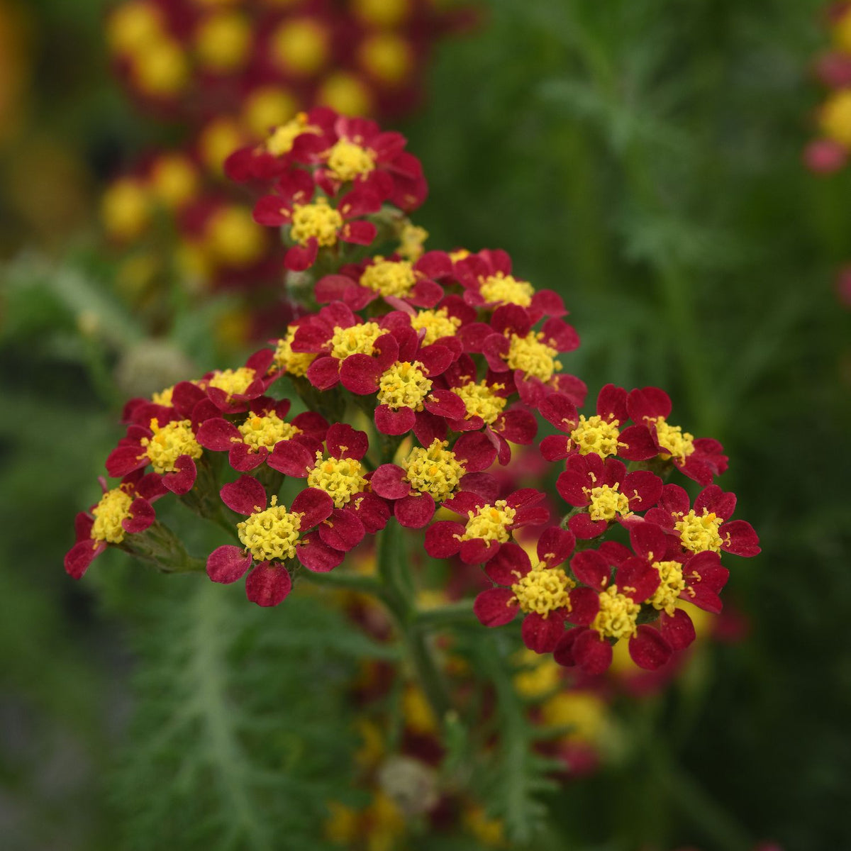 Yarrow - Achillea Milly Rock™ Red