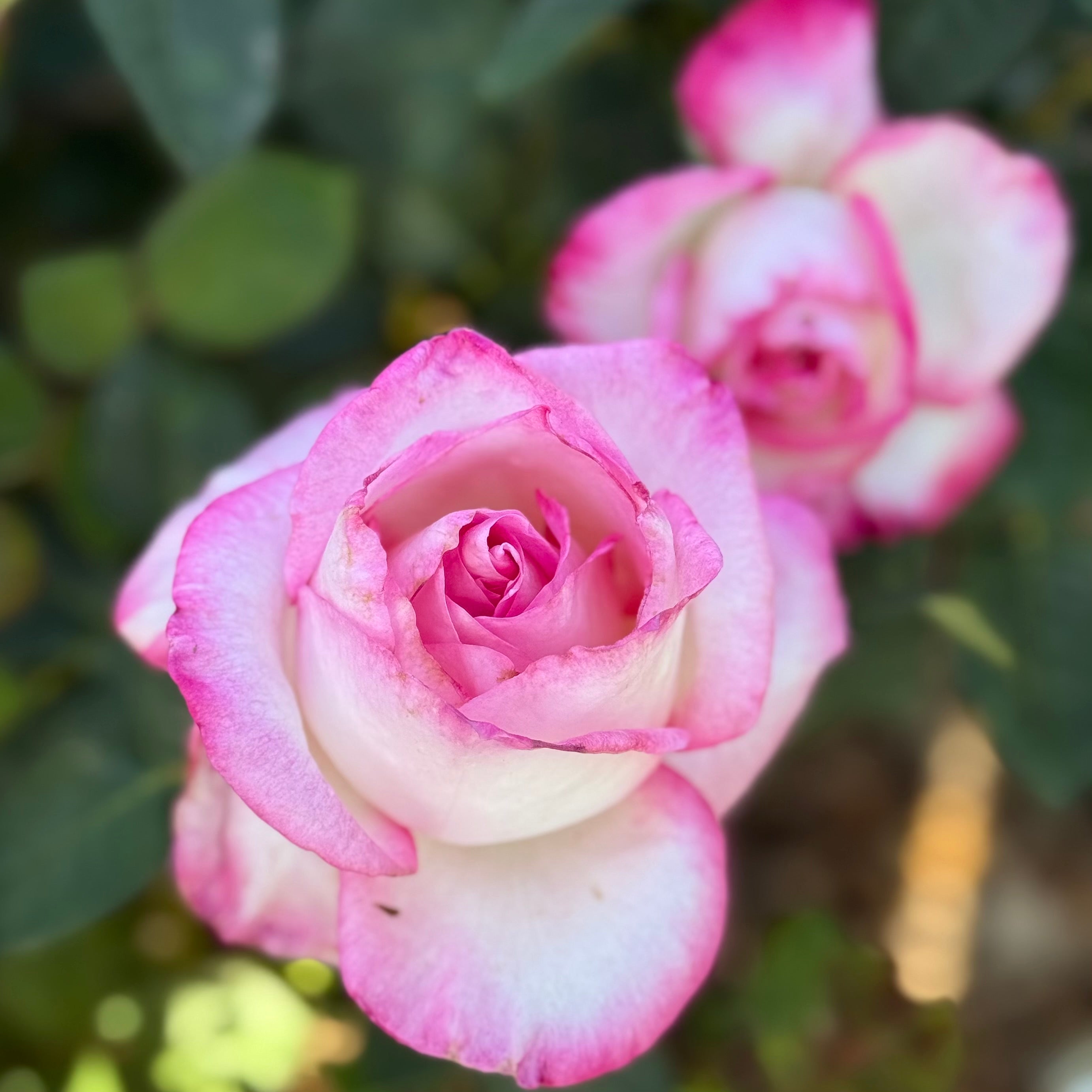 California Dreamin'™ Potted Tree Rose
