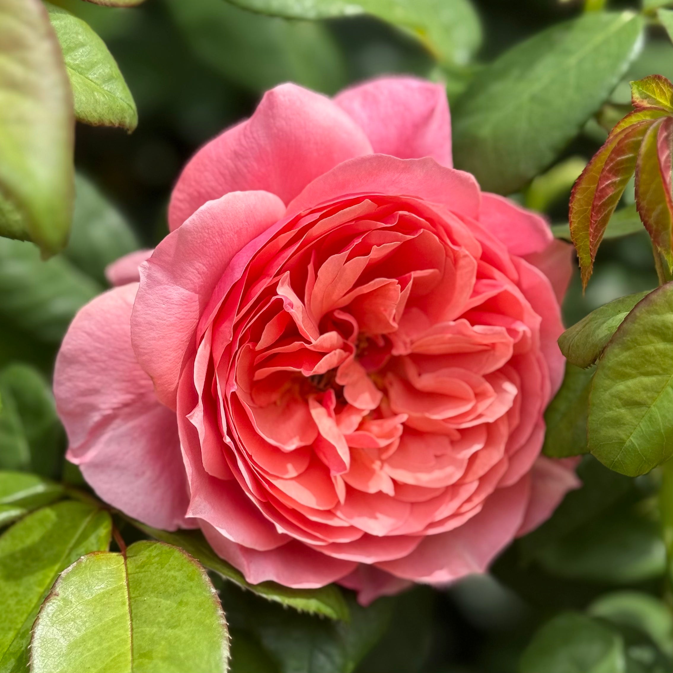 Uptown Girl® Bare Root Rose Bush