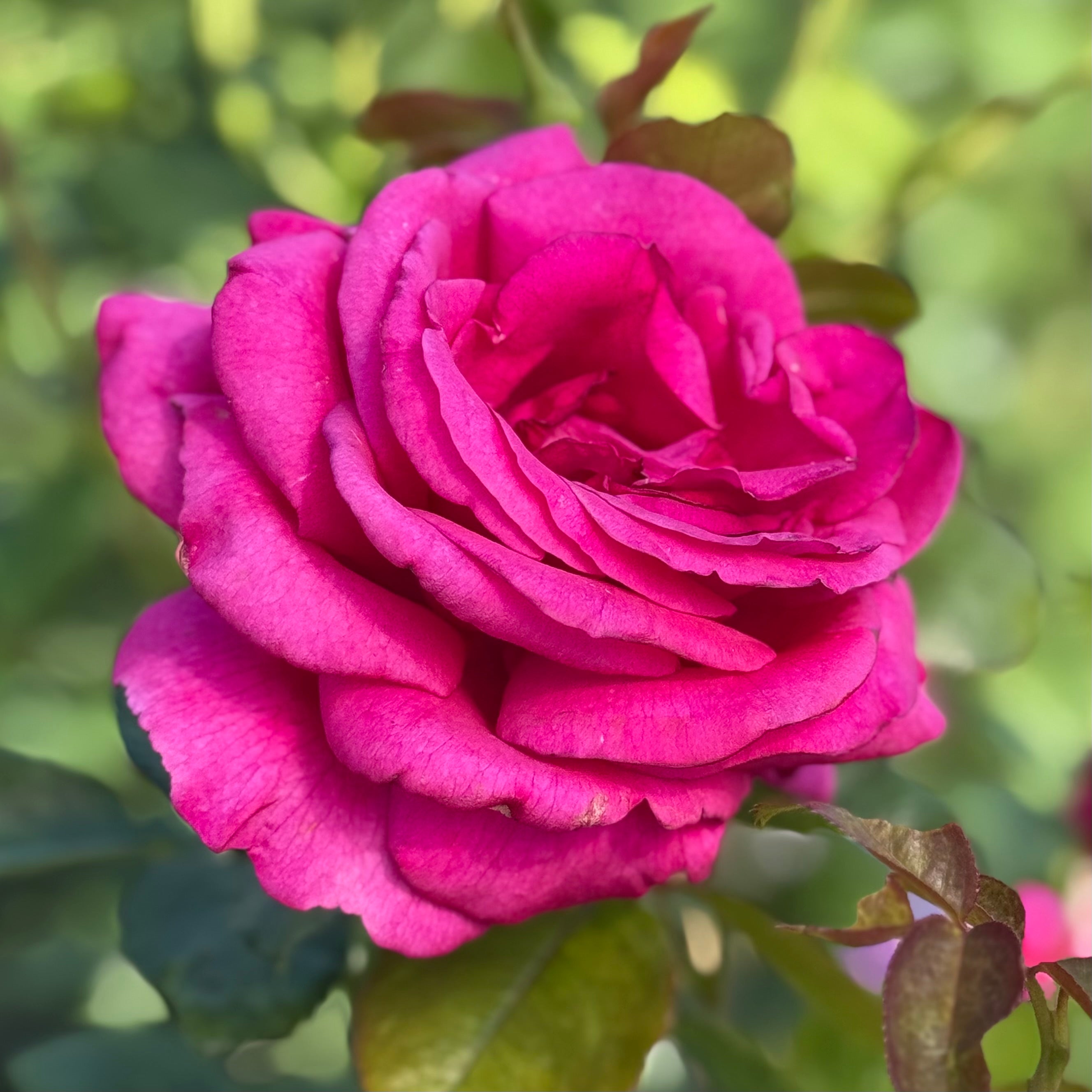 Della Reese ™ Potted Rose Bush