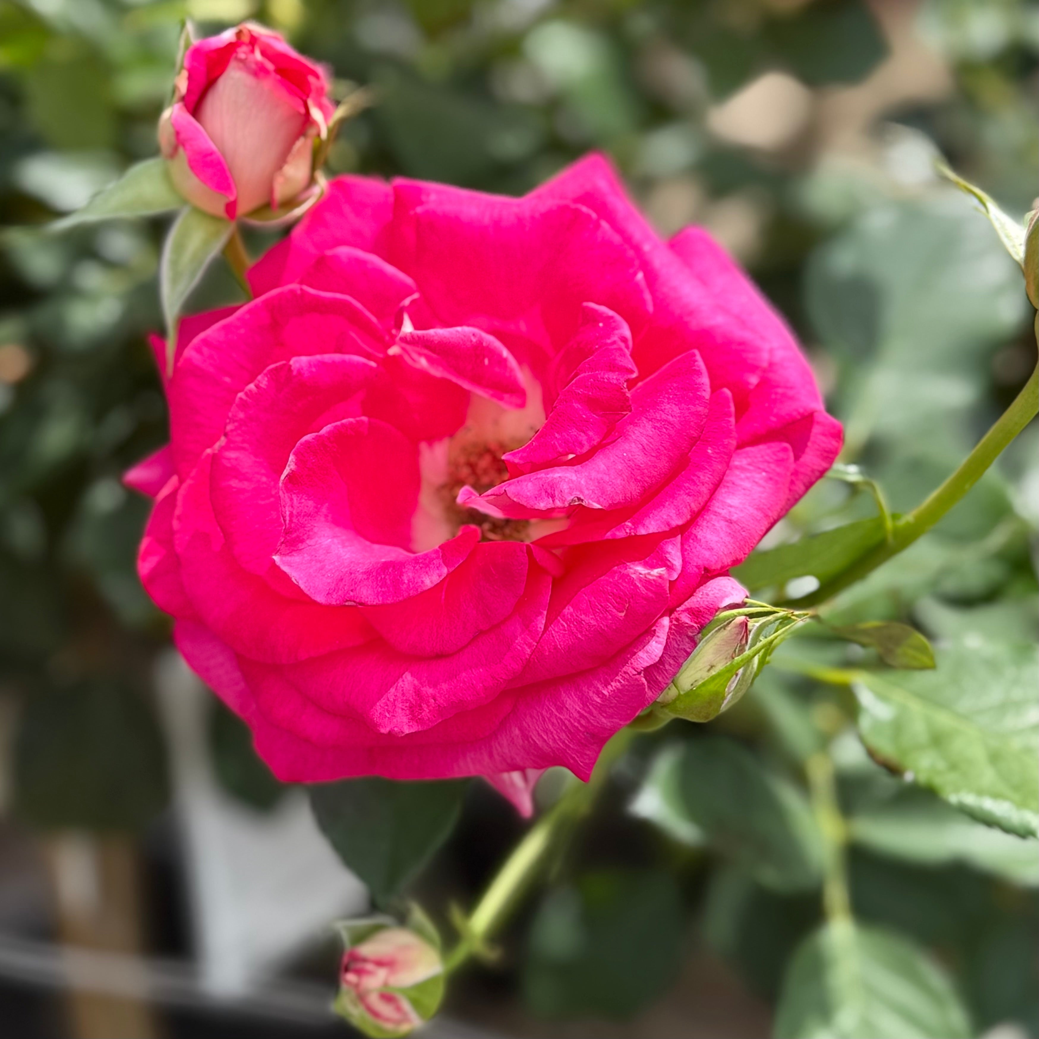 Picture Perfect™ Potted Tree Rose