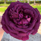 Ebb Tide™ Rose Bush