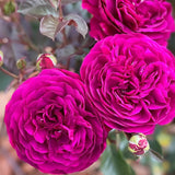 Celestial Night™ Rose Bush