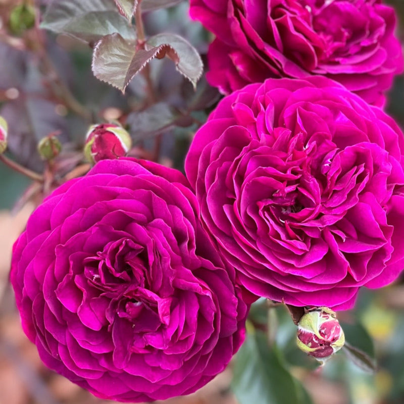 Celestial Night™ Rose Bush