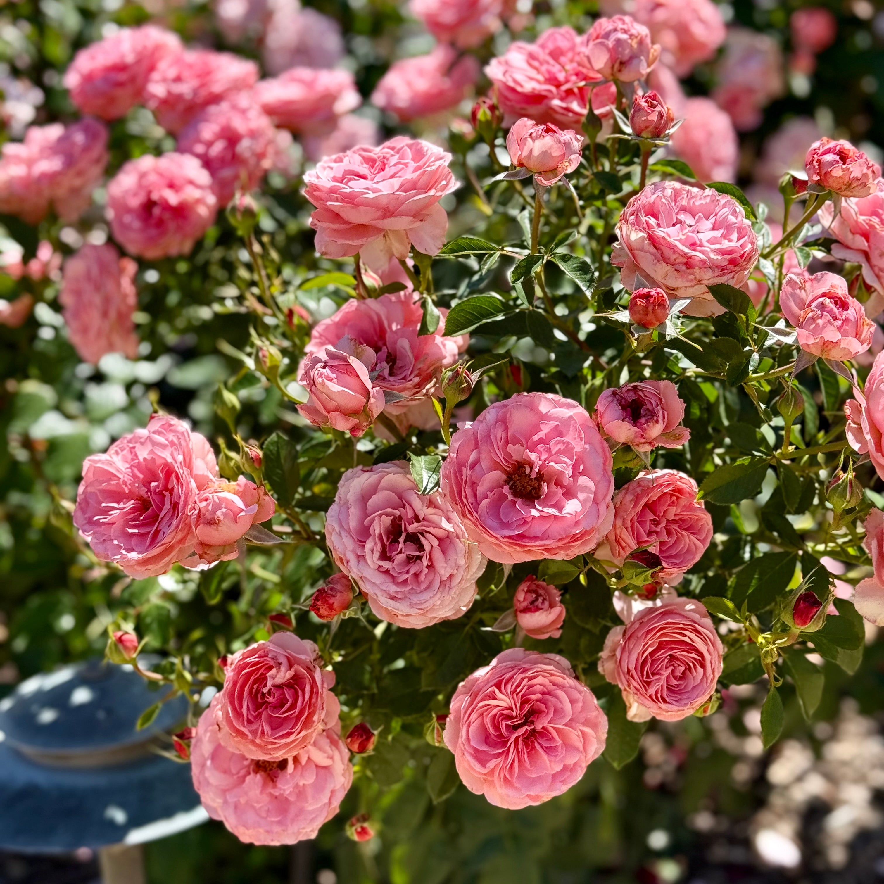 Sexy Rexy®  Potted Rose Bush