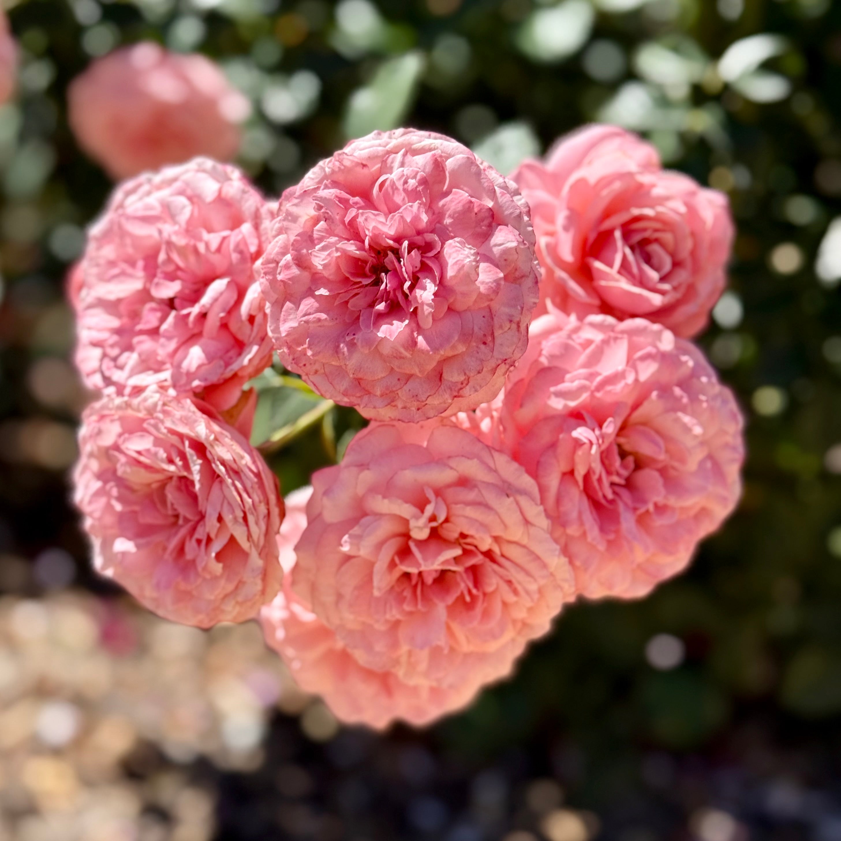 Sexy Rexy®  Potted Rose Bush