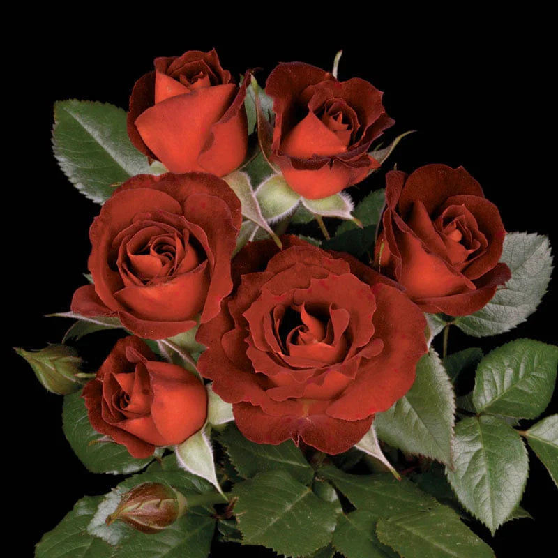 Coffee Bean™ Bare Root Rose Bush