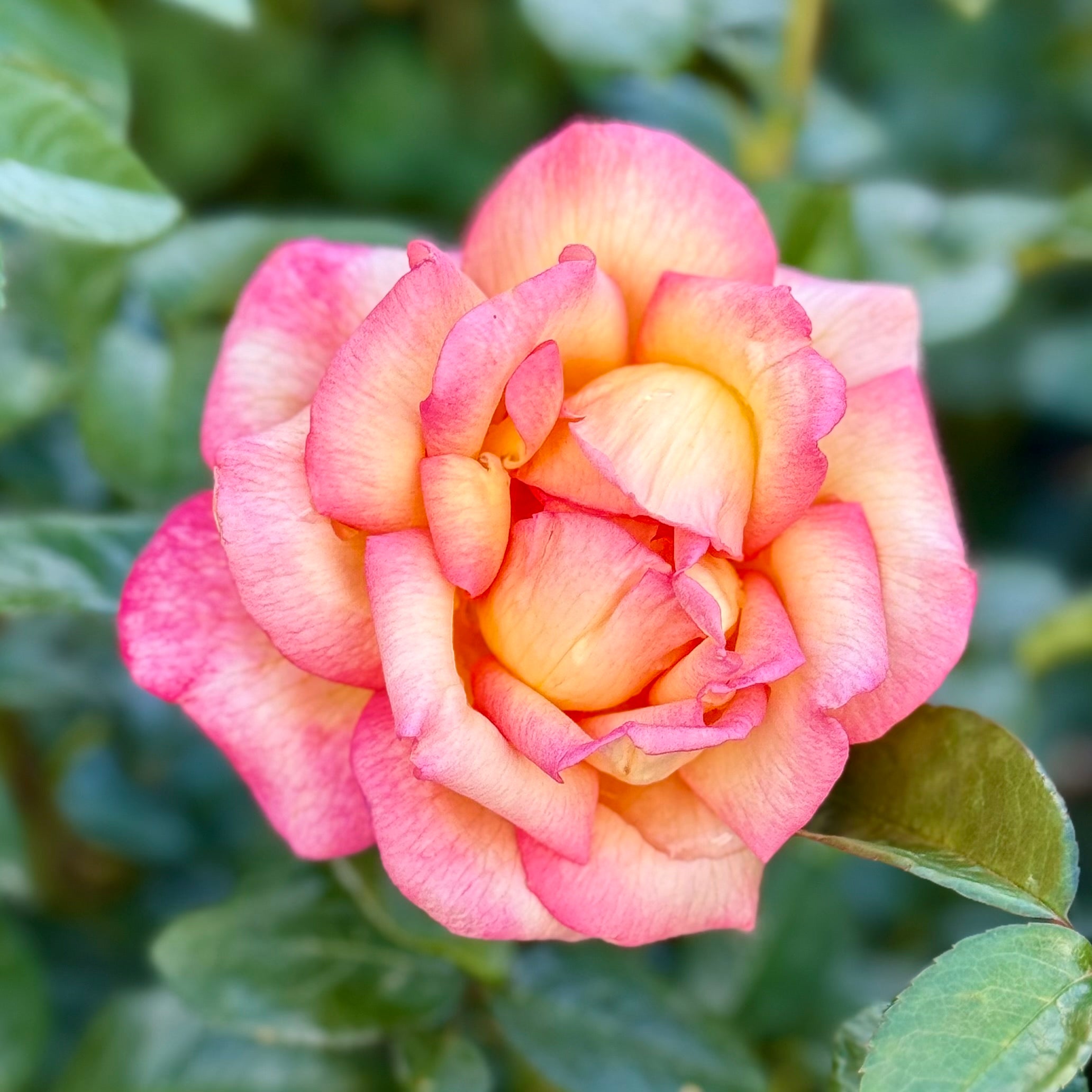 Sheila's Perfume Potted Rose Bush