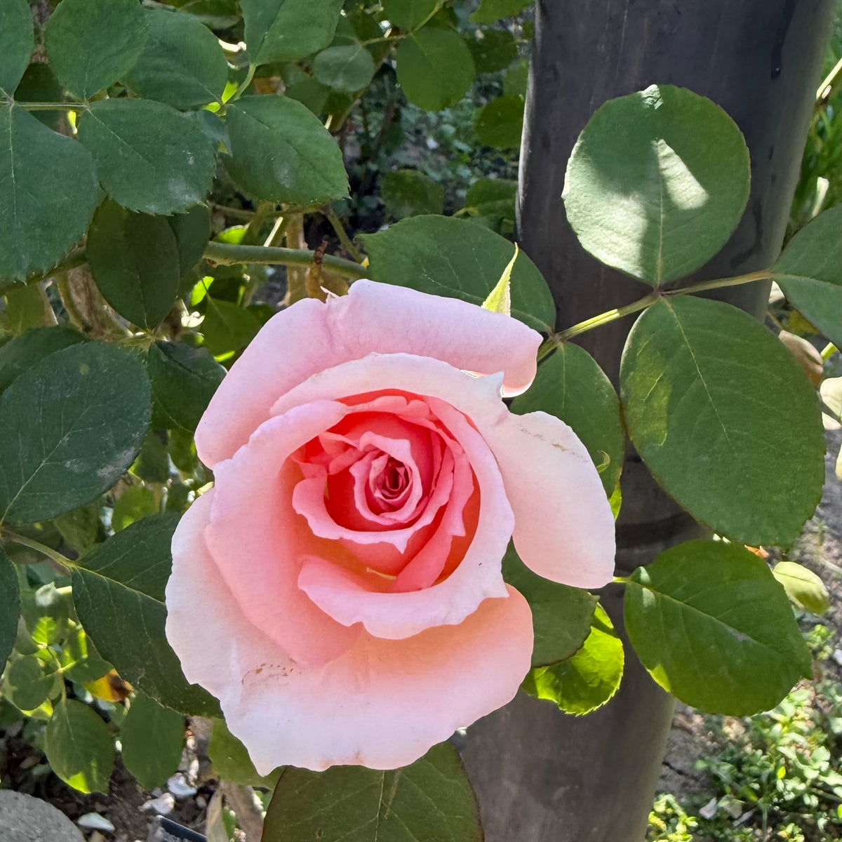 Pearly Gates Bare Root Climbing Rose