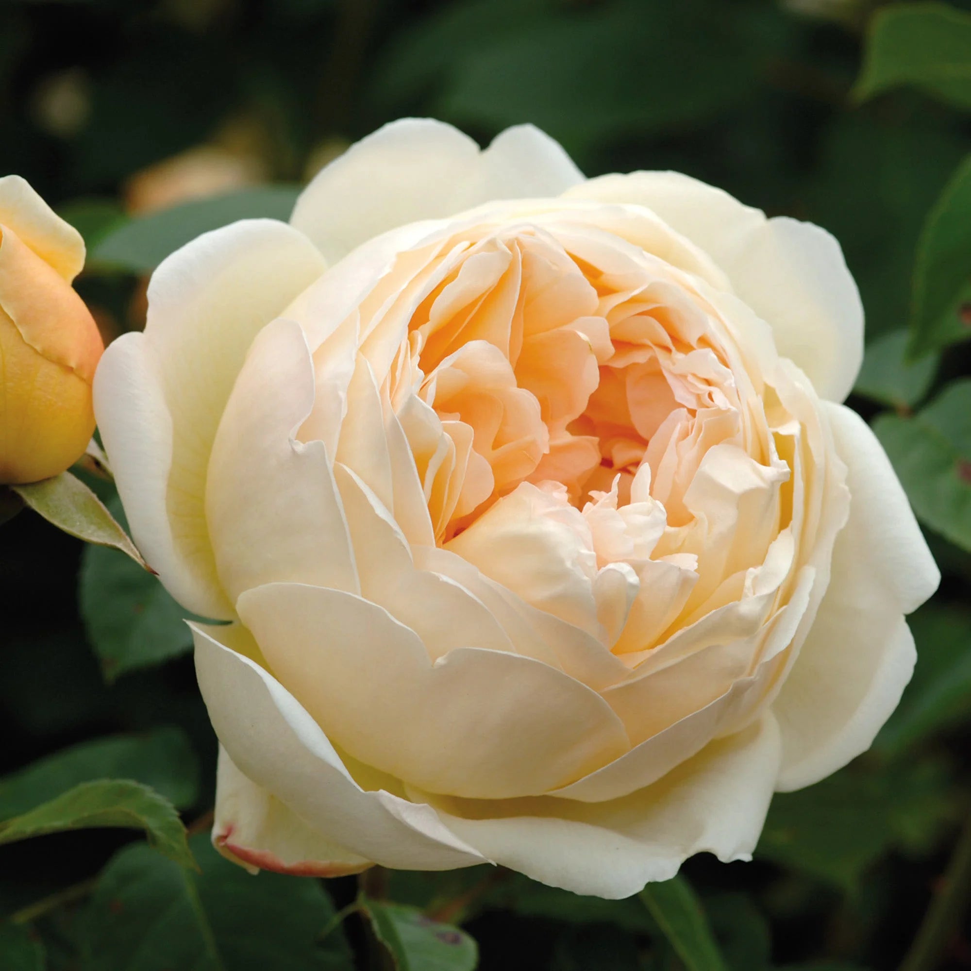 David Austin® Jude the Obscure® Potted Rose Bush