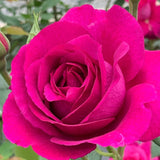 Purple Aura Rose Bush