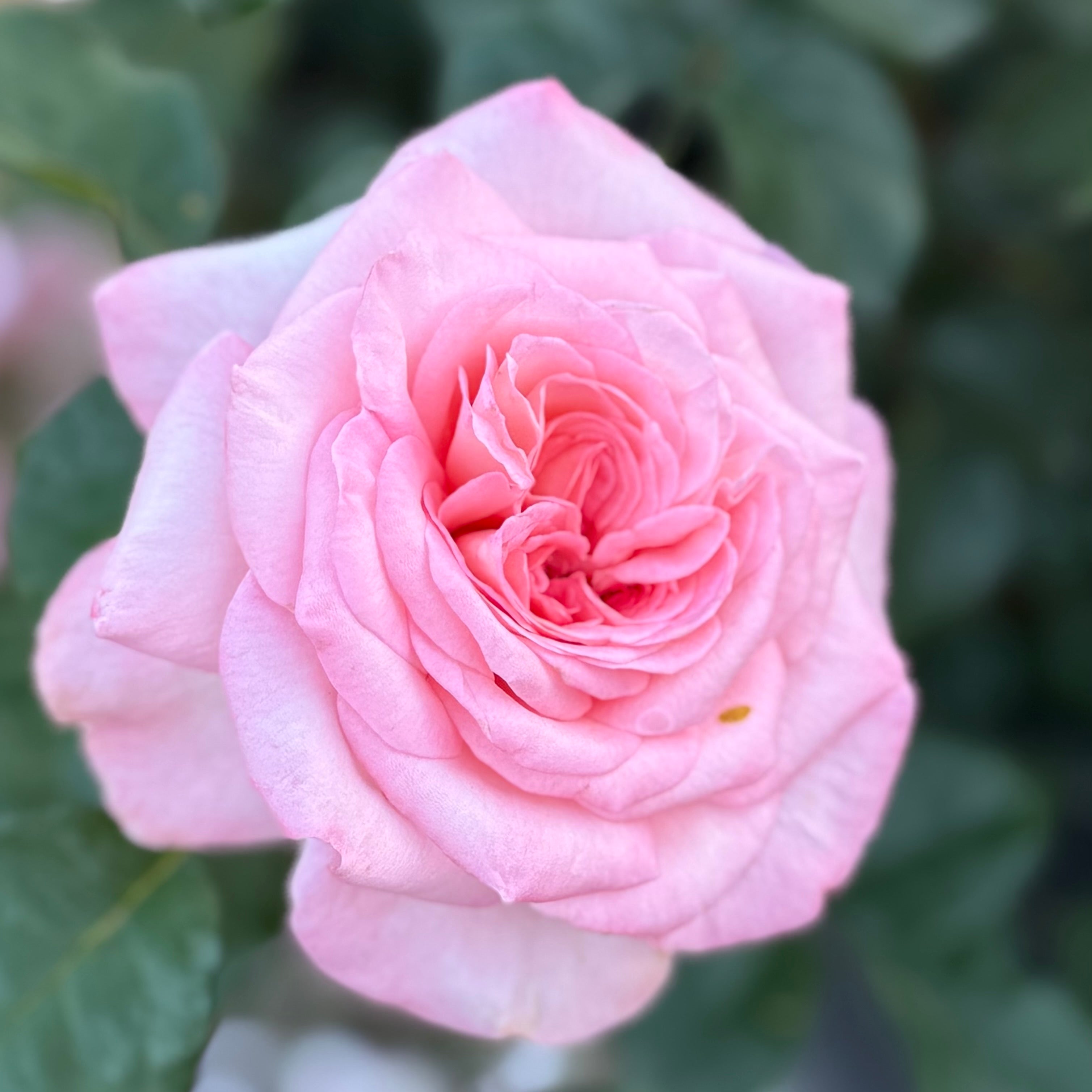 Sunbelt® Savannah™ Potted Rose Bush