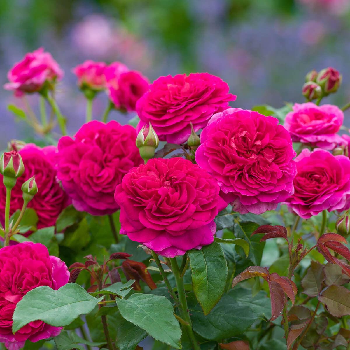About David Austin® Gabriel Oak® Potted Rose Bush