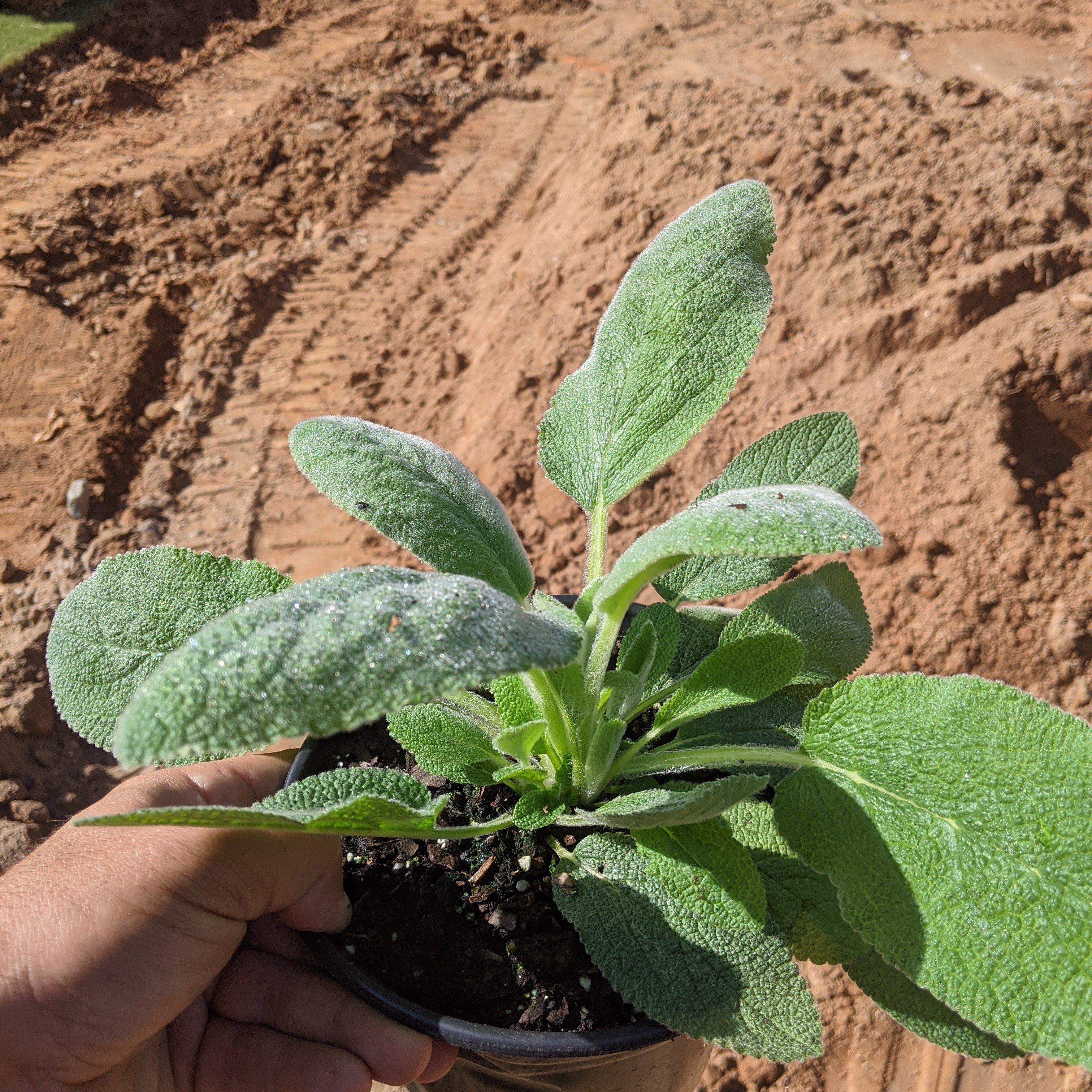 Lamb's Ear 'Helene von Stein' Potted Giant Lamb's Ear Plant