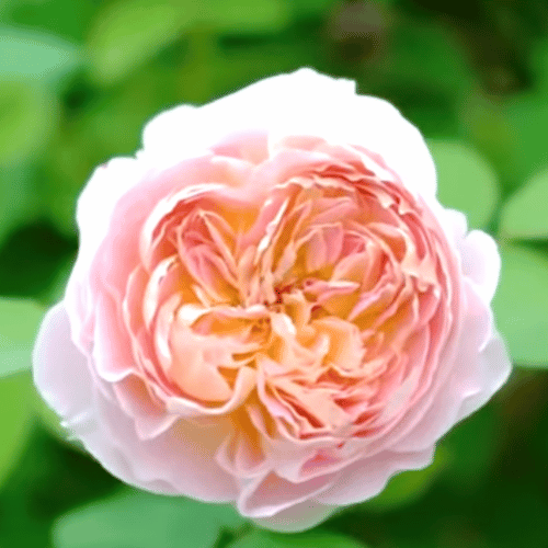 Taoran Potted Rose Bush