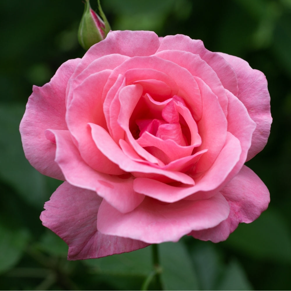 Queen Elizabeth Bare Root Rose Bush