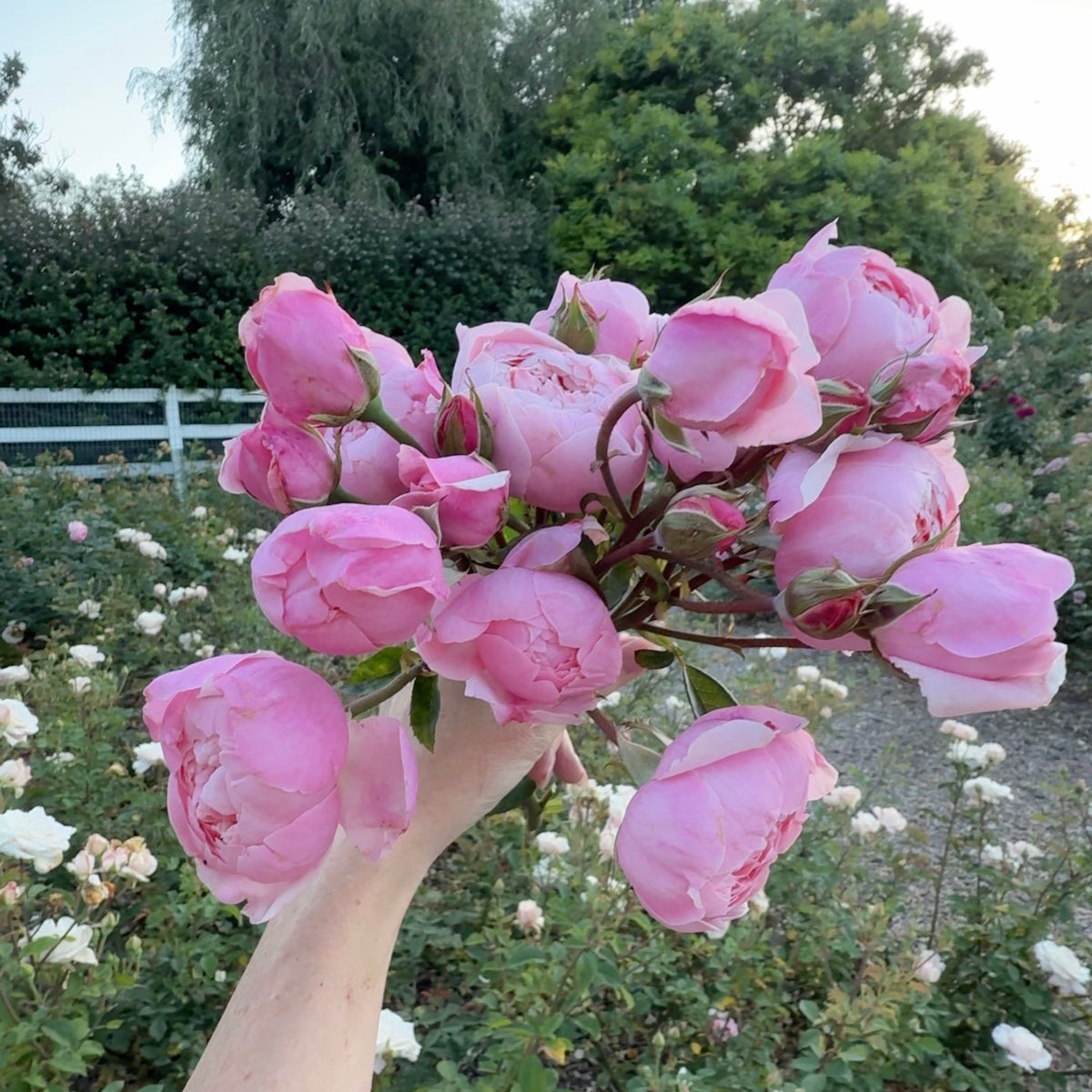 David Austin® The Alnwick Rose® Potted Rose Bush