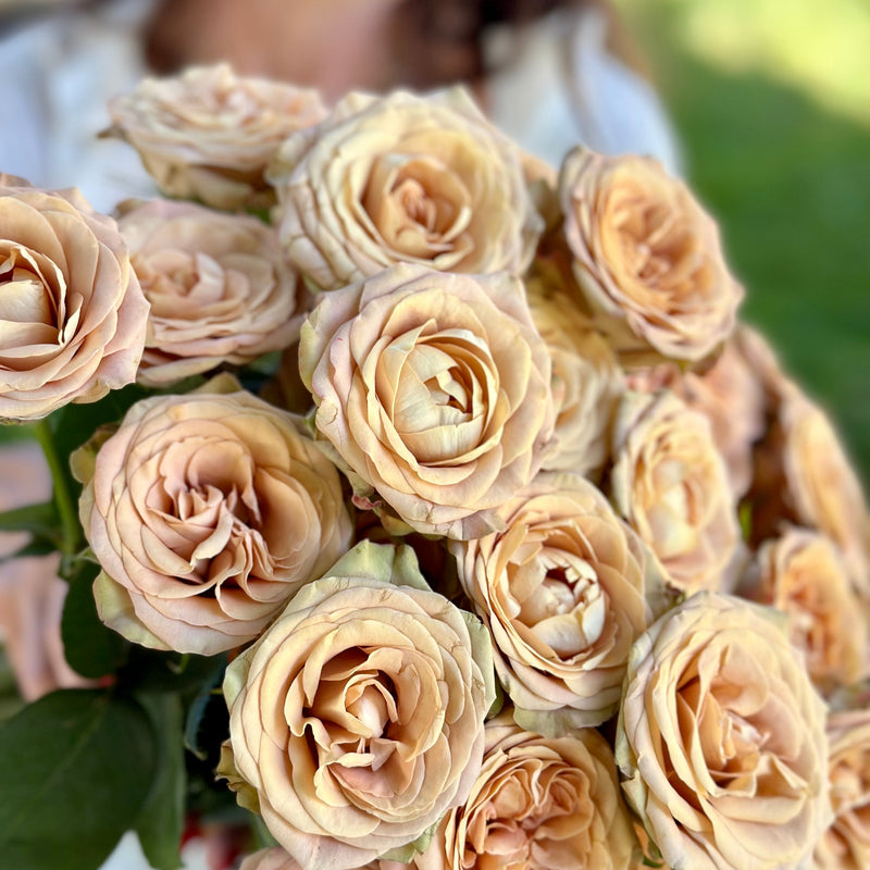 Cappuccino™ Rose Bush