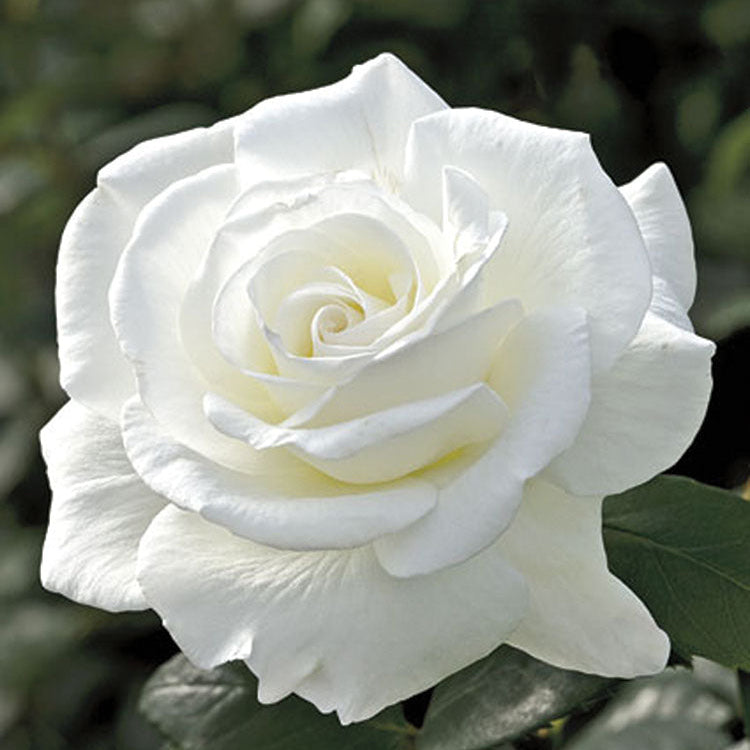 Sugar Moon™ Potted Tree Rose
